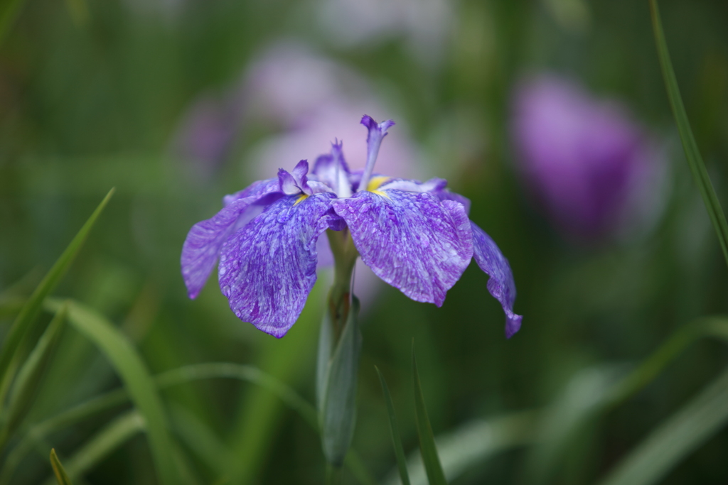 花菖蒲