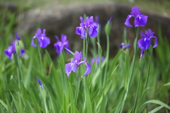 カキツバタ