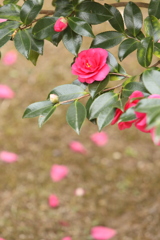 山茶花