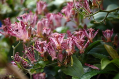 ホトトギス ホトトギス