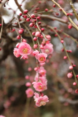 遅い開花