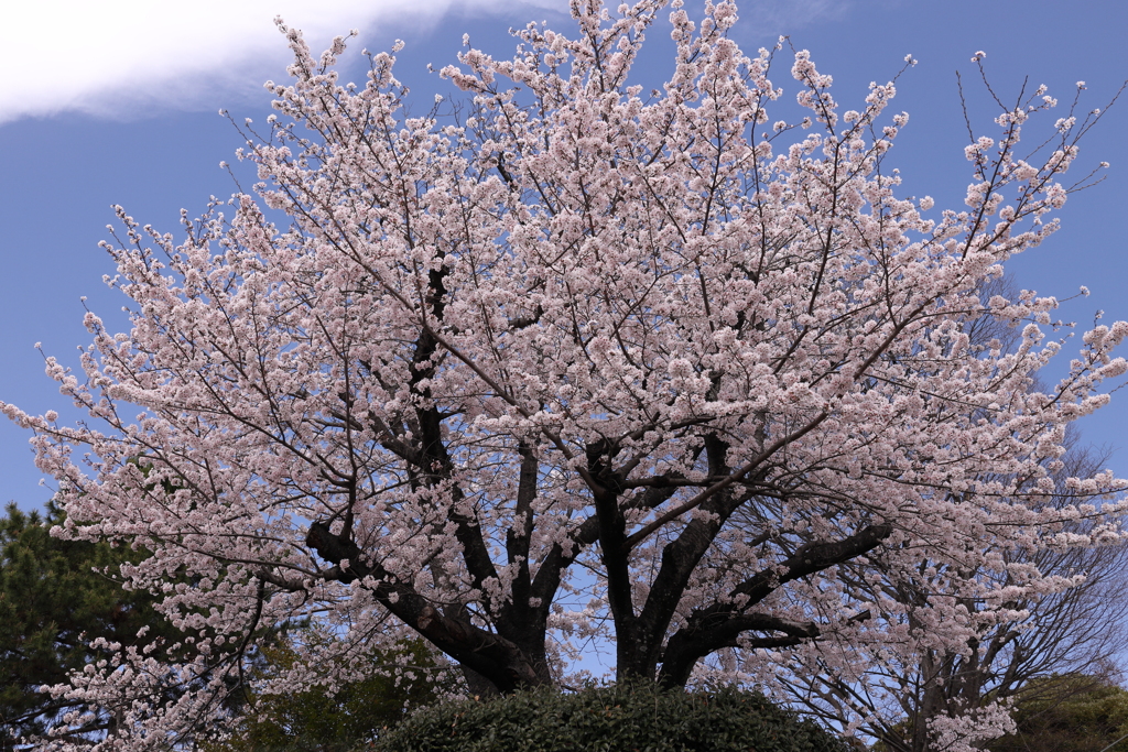 公園の桜