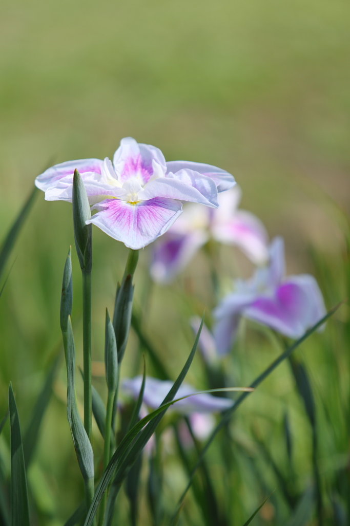 花菖蒲