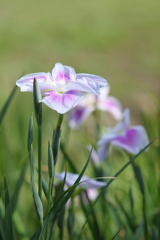 花菖蒲