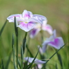 花菖蒲