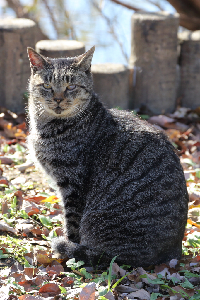 公園に住んでいる猫