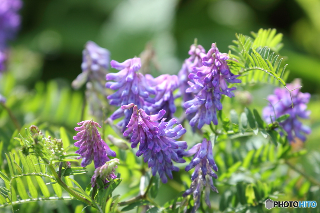 伊吹山の花４