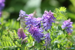 伊吹山の花４