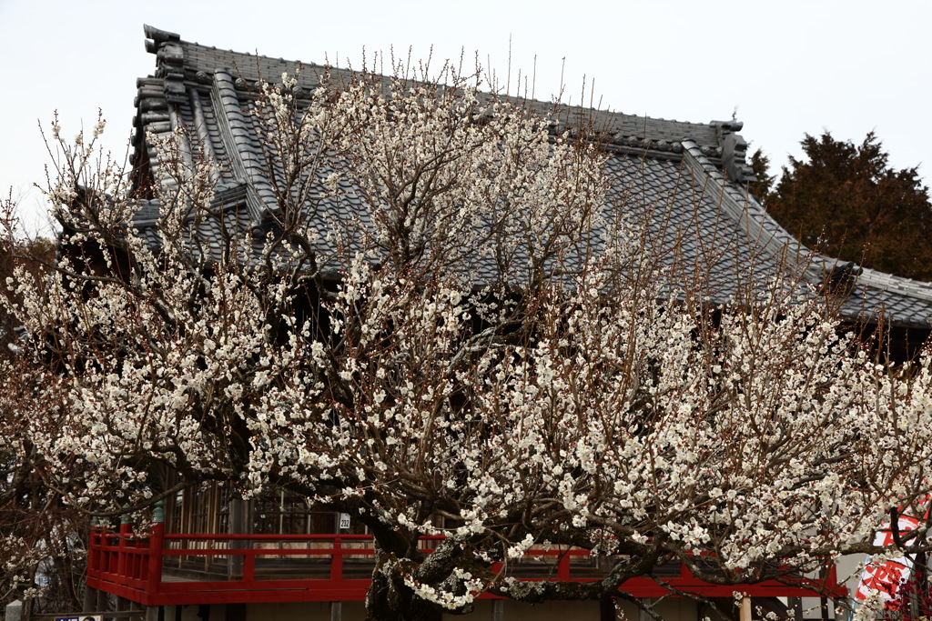 天神様の梅の花