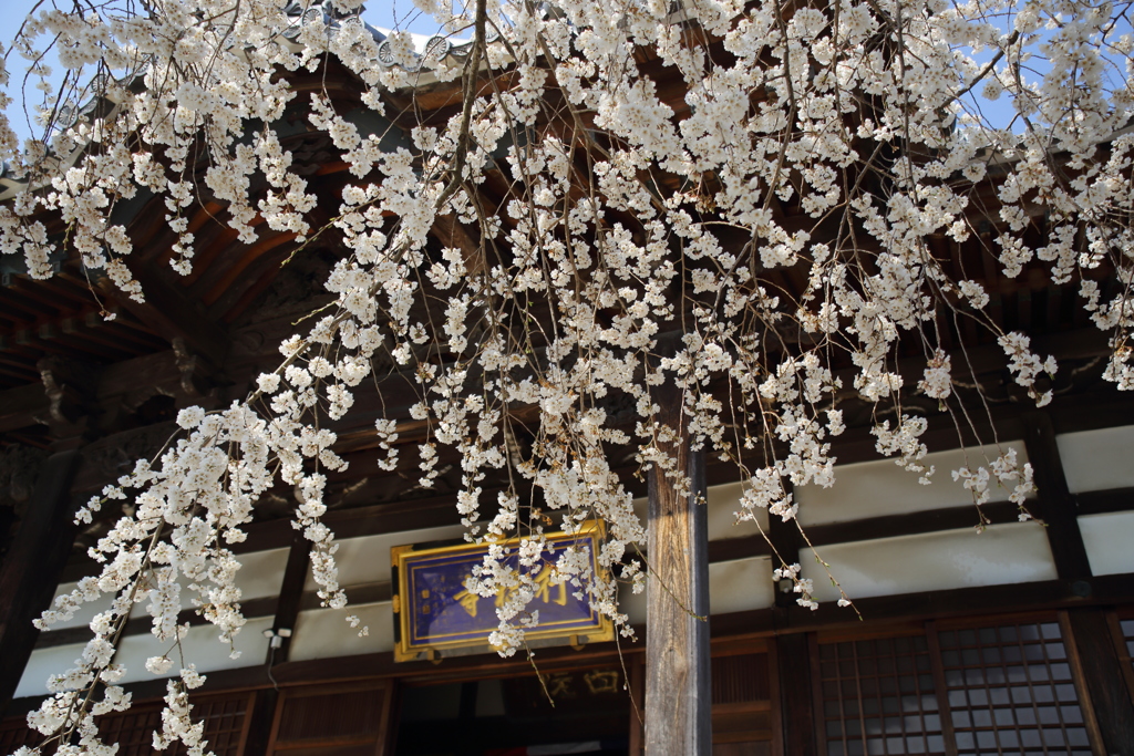 枝垂桜２