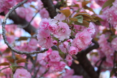 八重桜