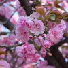 八重桜