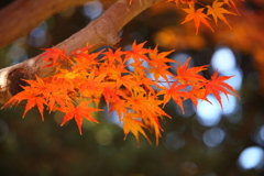 公園の紅葉