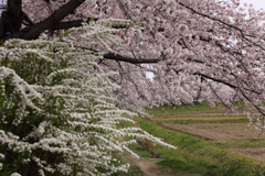遊歩道の桜