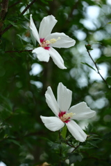 木槿