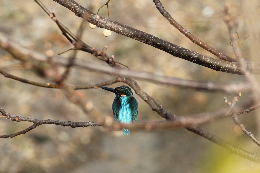 今日出会った鳥