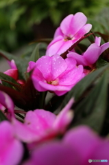 サンパチェンスの花が咲きました