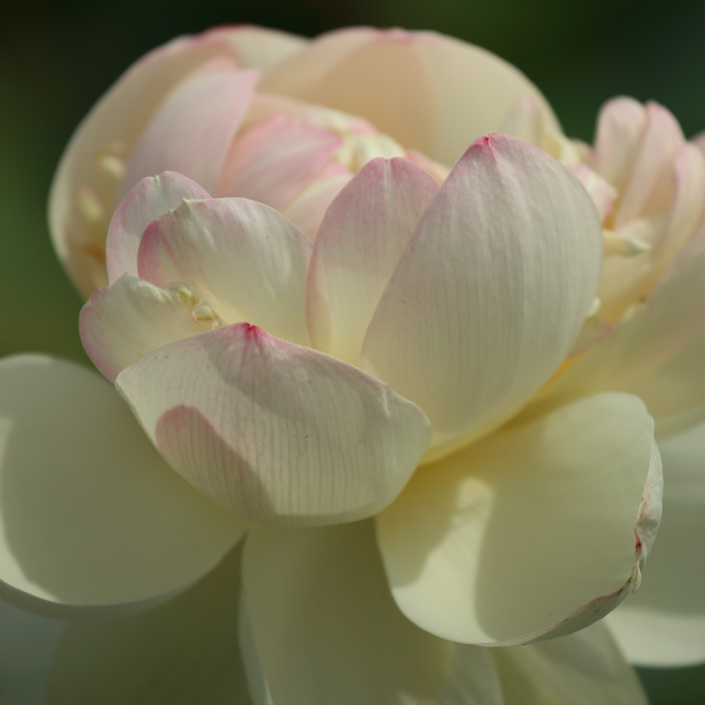 初夏の花２