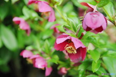 クリスマスローズ