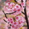 河津桜