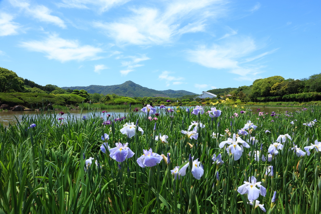 花菖蒲園