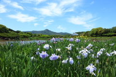花菖蒲園