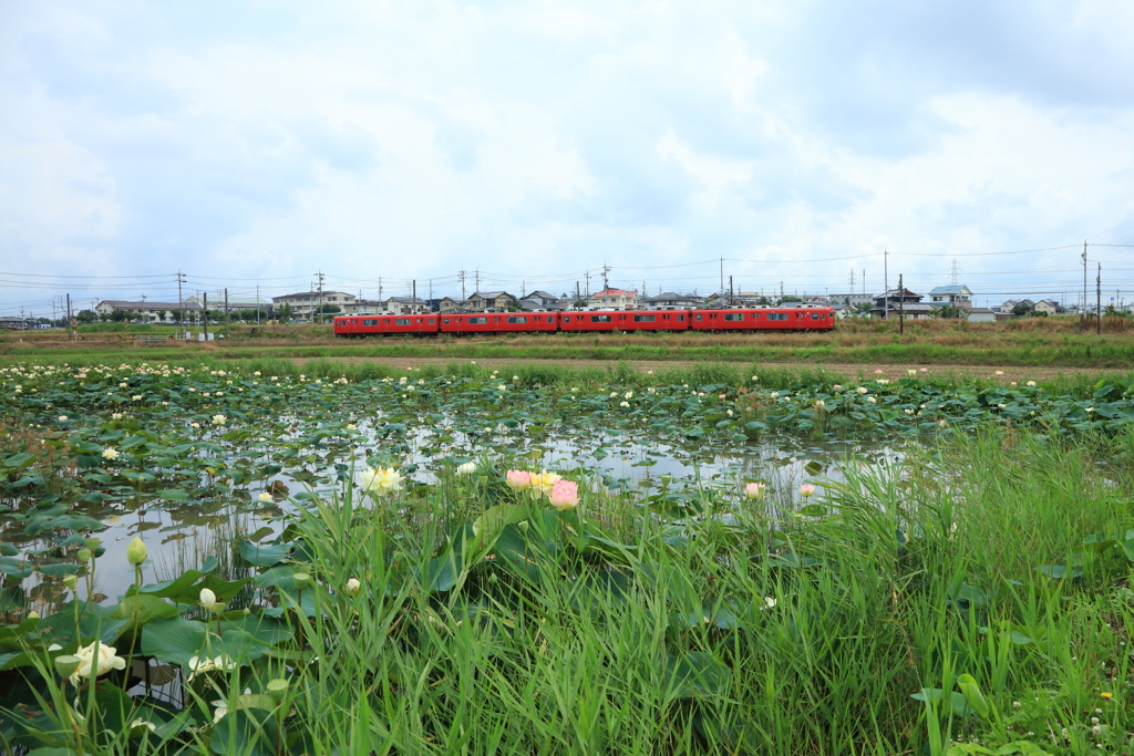 蓮池風景