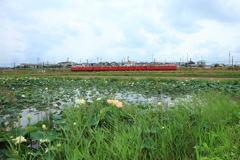 蓮池風景