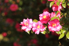 公園の山茶花