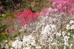 花桃の里