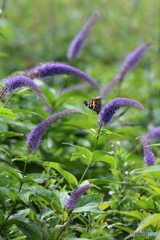 伊吹山の花１
