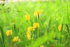 花菖蒲２