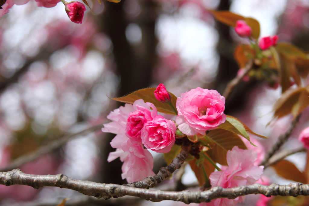 八重桜