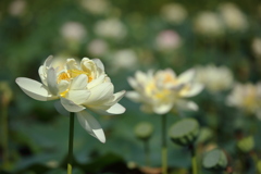 蓮の花