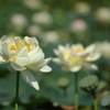 蓮の花
