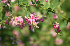 初秋の花