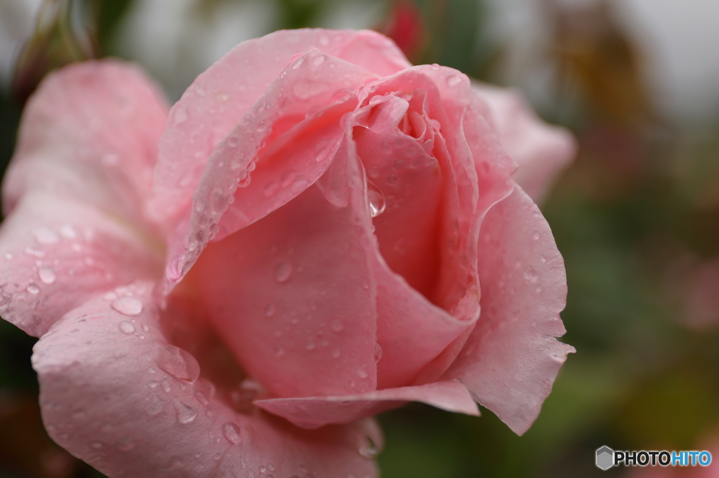 雨上がりの薔薇