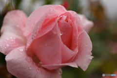 雨上がりの薔薇