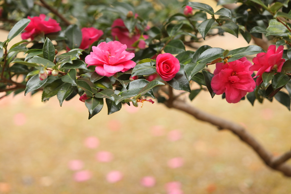 山茶花