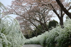 雪柳と桜