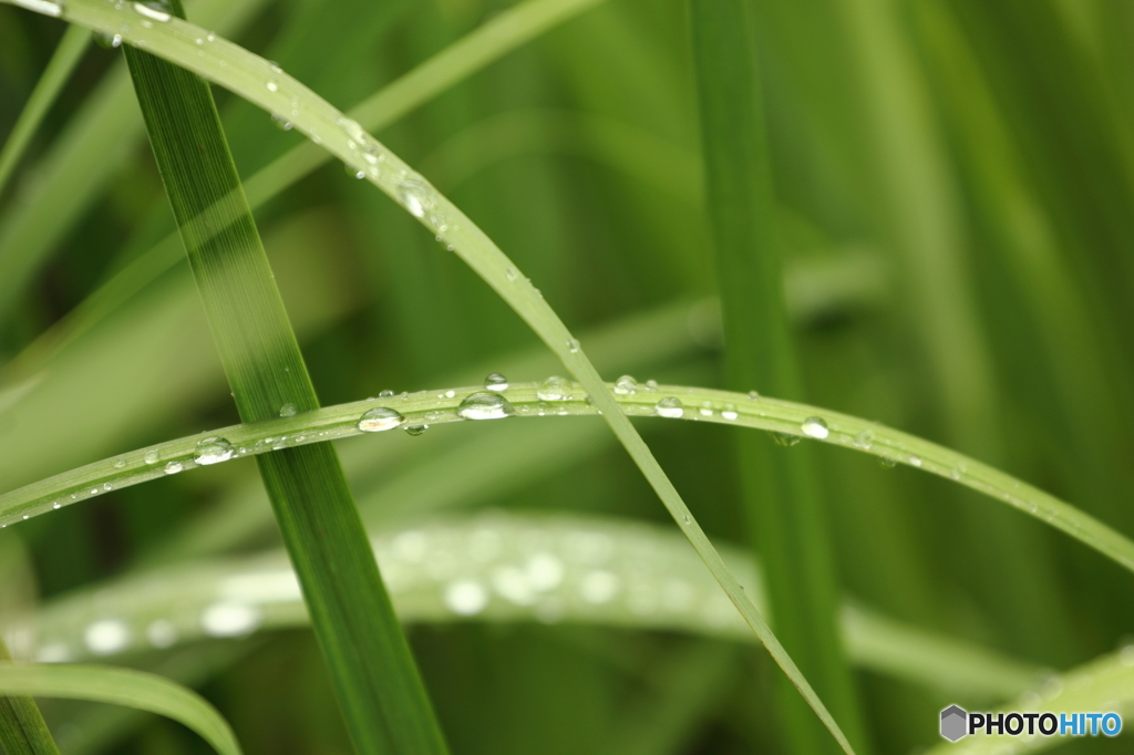 梅雨の候