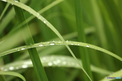 梅雨の候