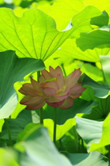 蓮の花