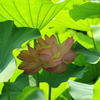 蓮の花