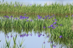 湿原のカキツバタ