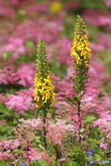 伊吹山の花１２
