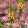 伊吹山の花１２