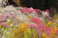 花桃の里