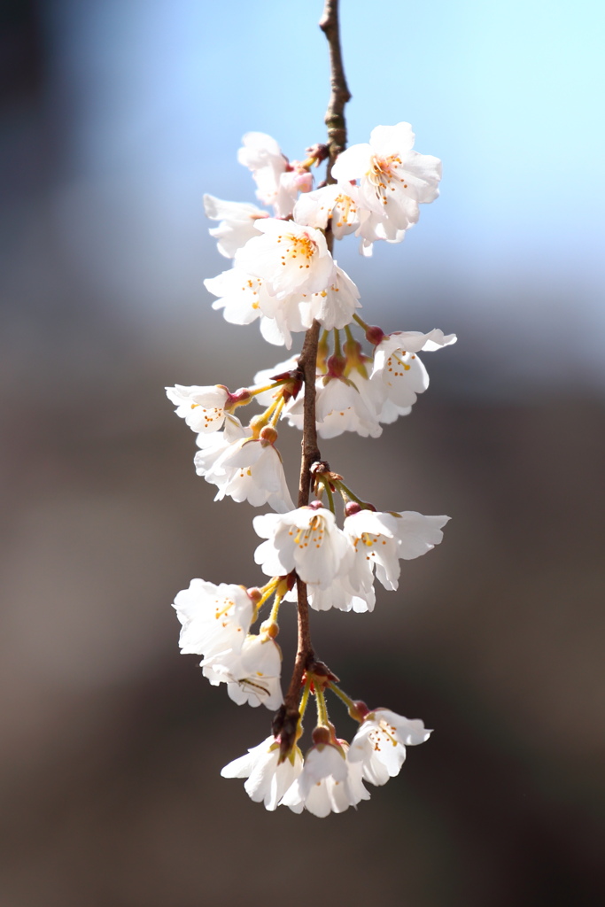 枝垂桜