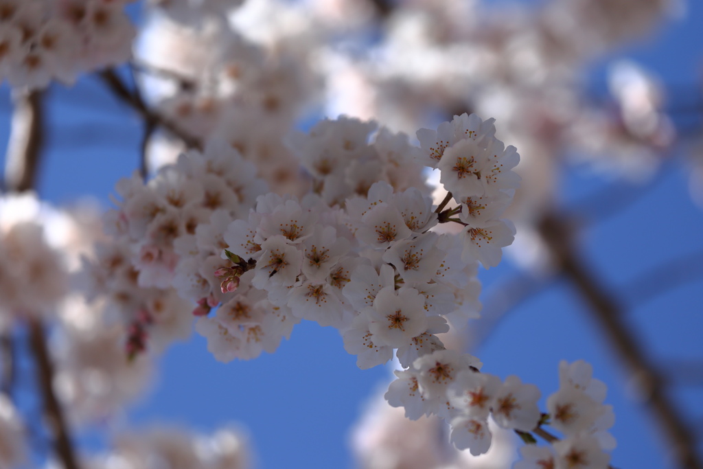 枝垂桜